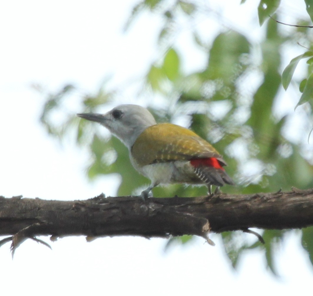 African Gray Woodpecker - ML75828211