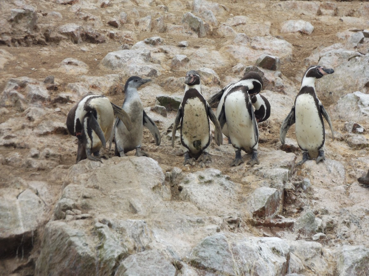 Pingüino de Humboldt - ML75828941