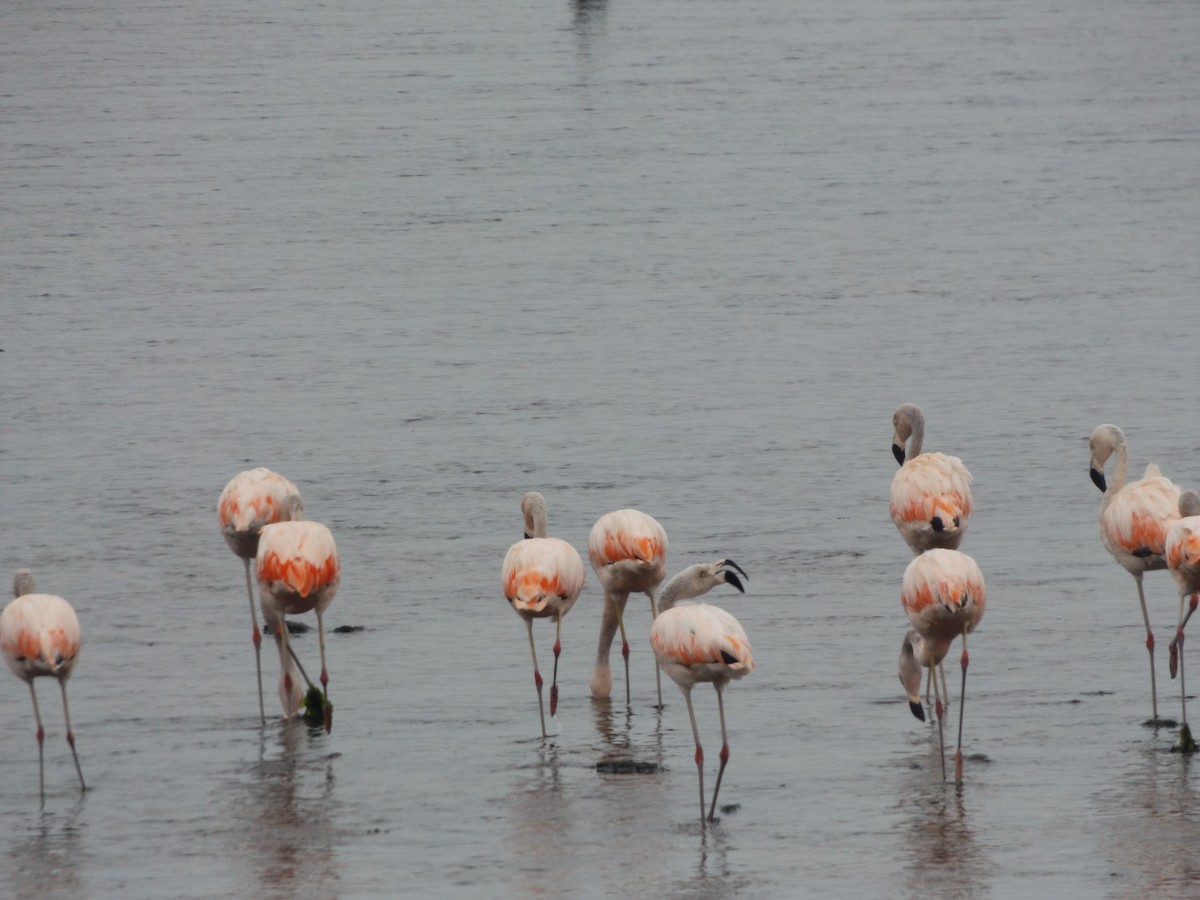 Chilean Flamingo - ML75830671