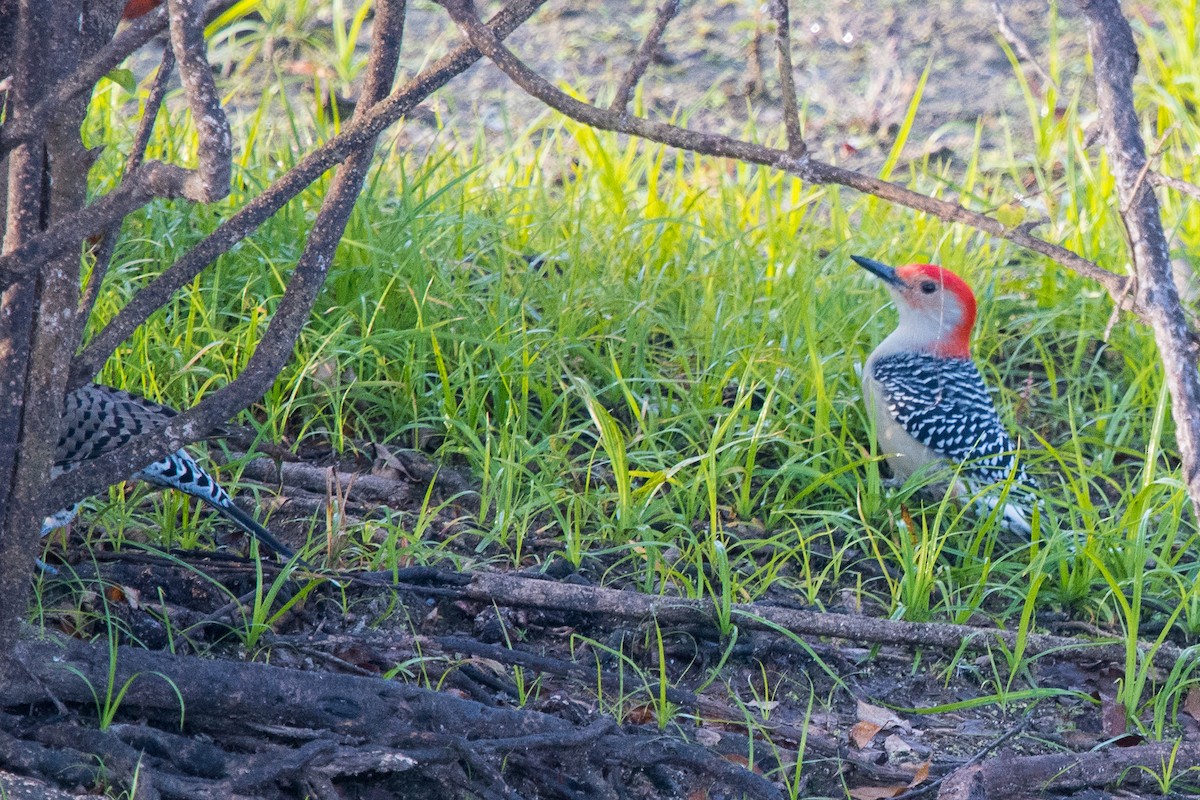 Red-bellied Woodpecker - ML75833181
