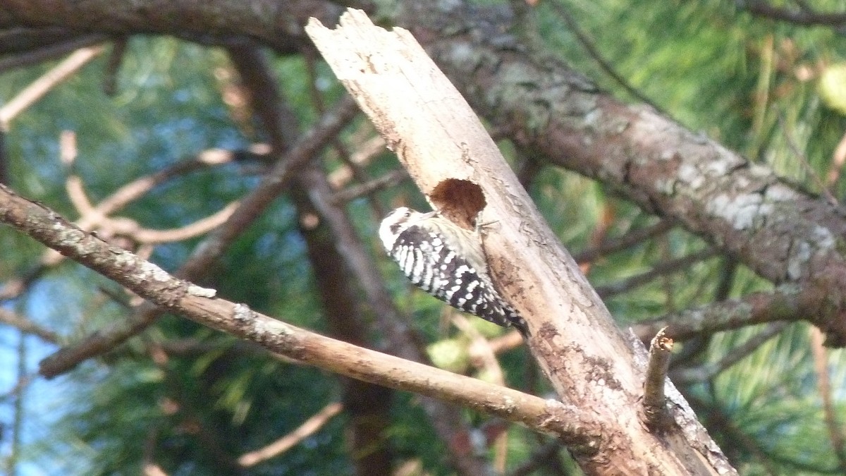 Gray-capped Pygmy Woodpecker - ML75834721