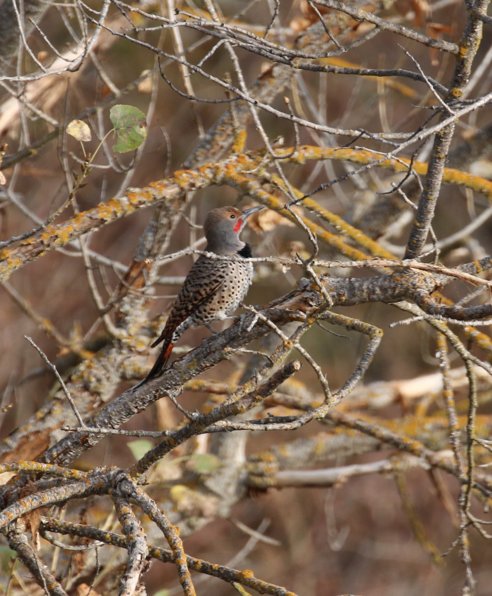 Northern Flicker - Pair of Wing-Nuts