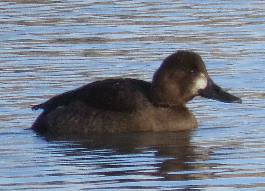 Greater Scaup - ML75840271