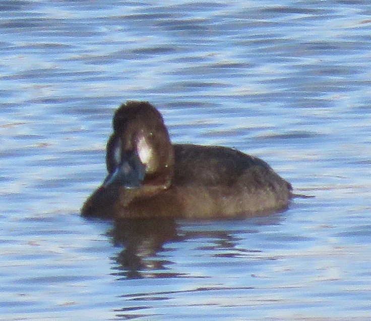 Greater Scaup - ML75840321