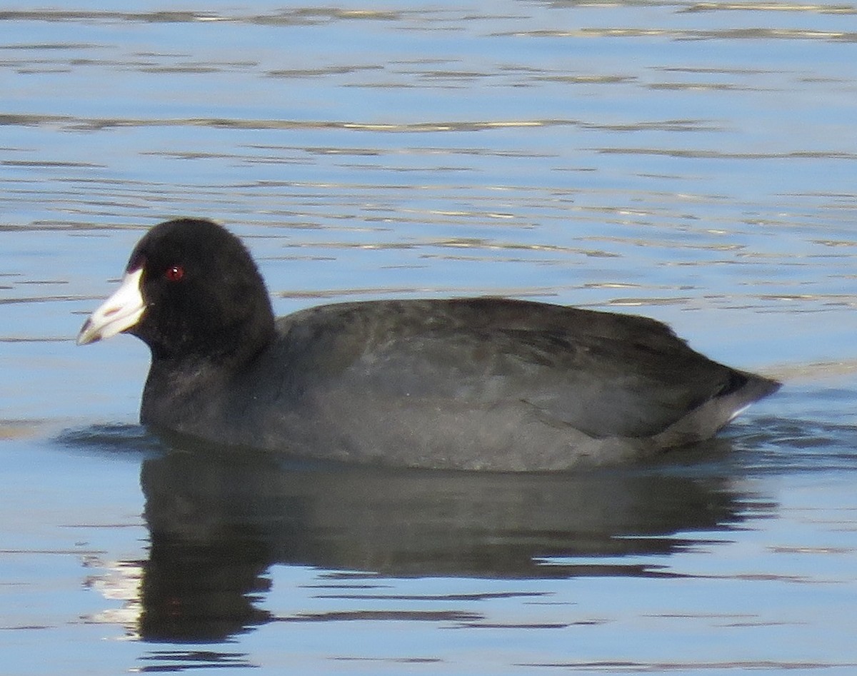American Coot (Red-shielded) - ML75842771