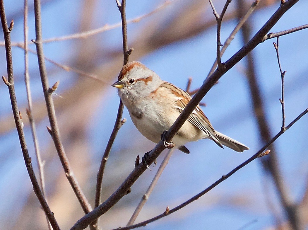 American Tree Sparrow - ML75843211