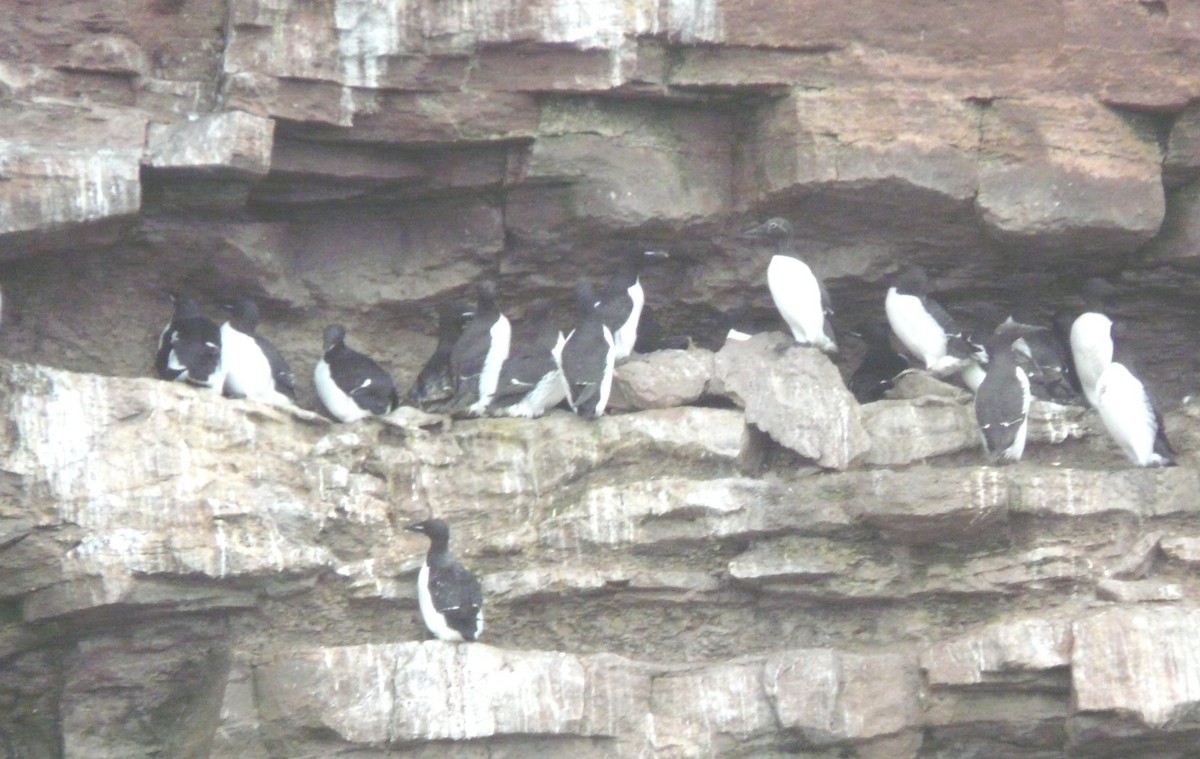 Thick-billed Murre - ML75846361