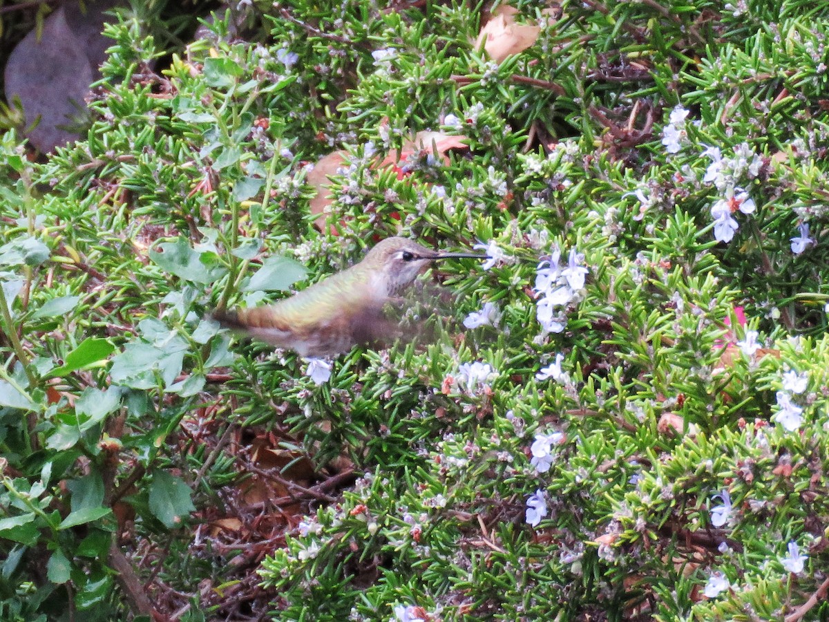 Anna's Hummingbird - ML75848101