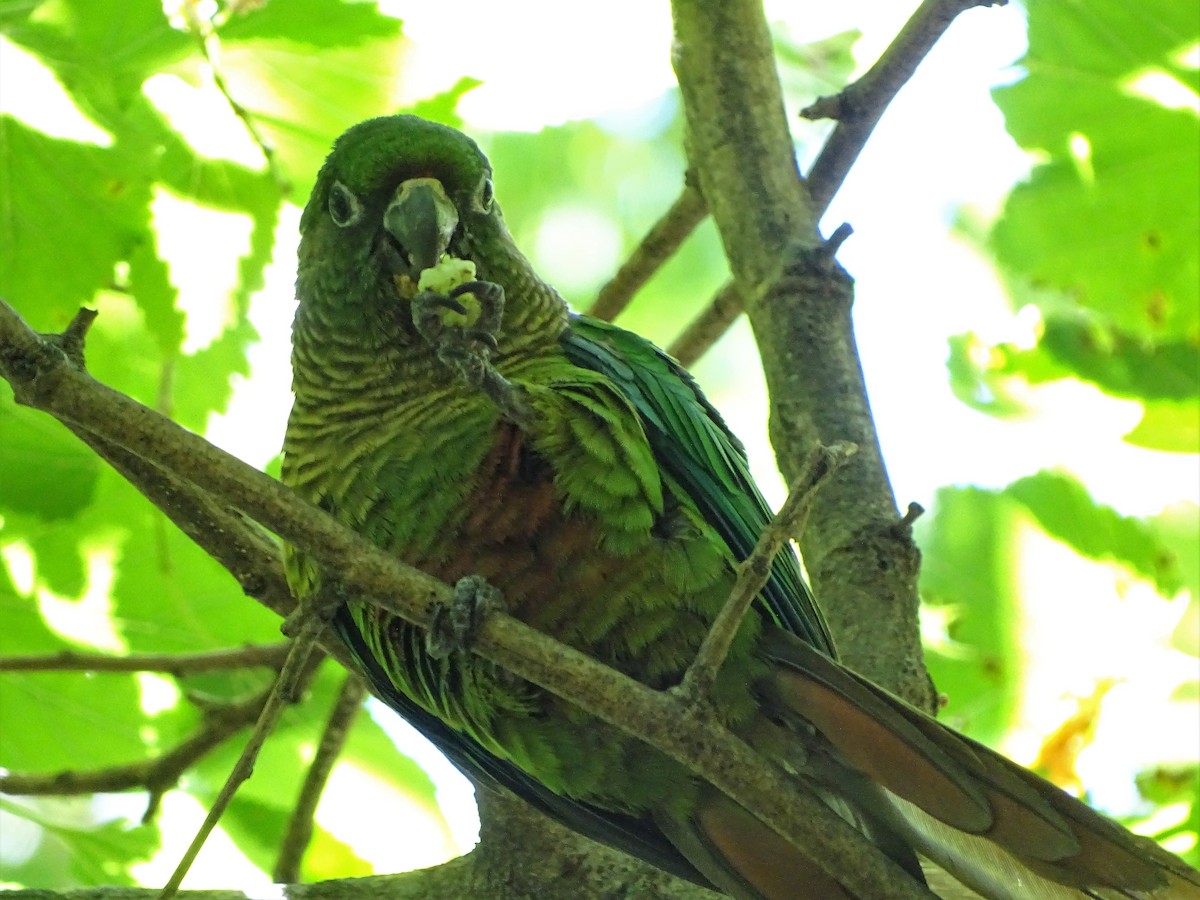 Maroon-bellied Parakeet - ADRIAN GRILLI