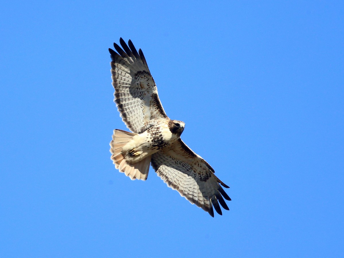 Red-tailed Hawk - ML75850091