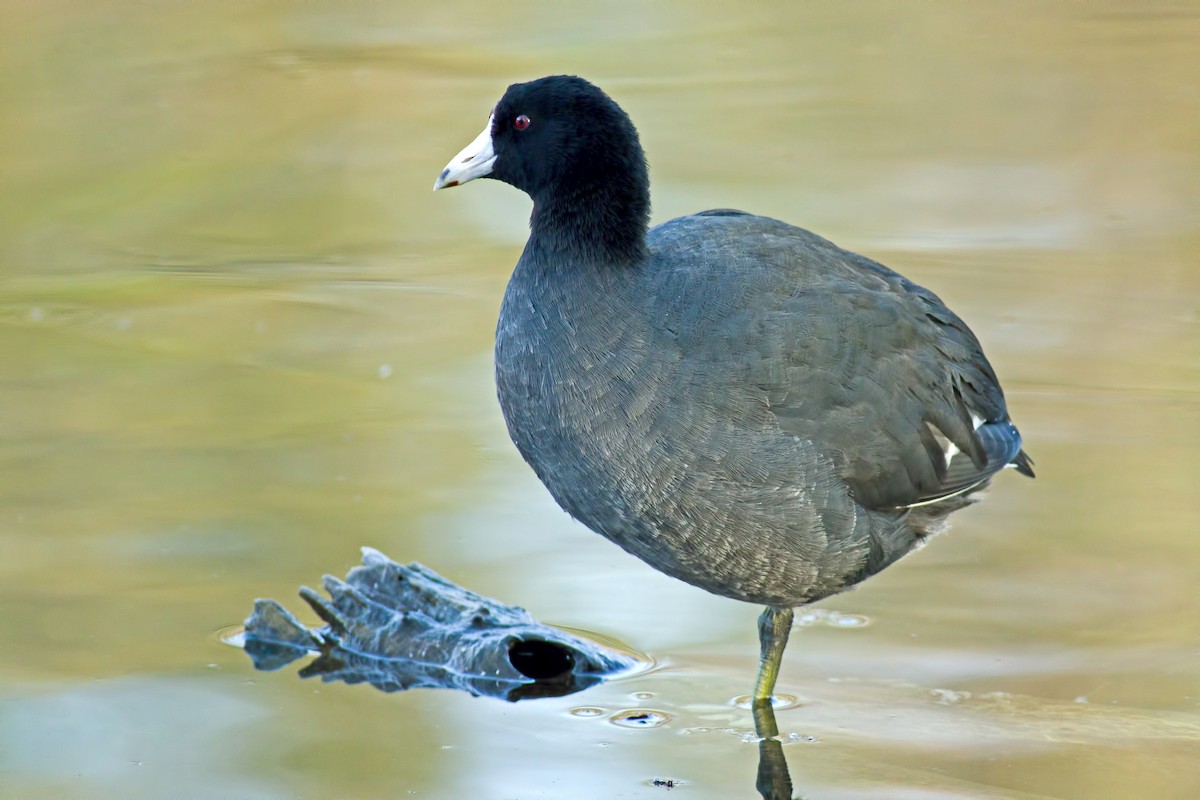 American Coot (Red-shielded) - Rob Dickerson