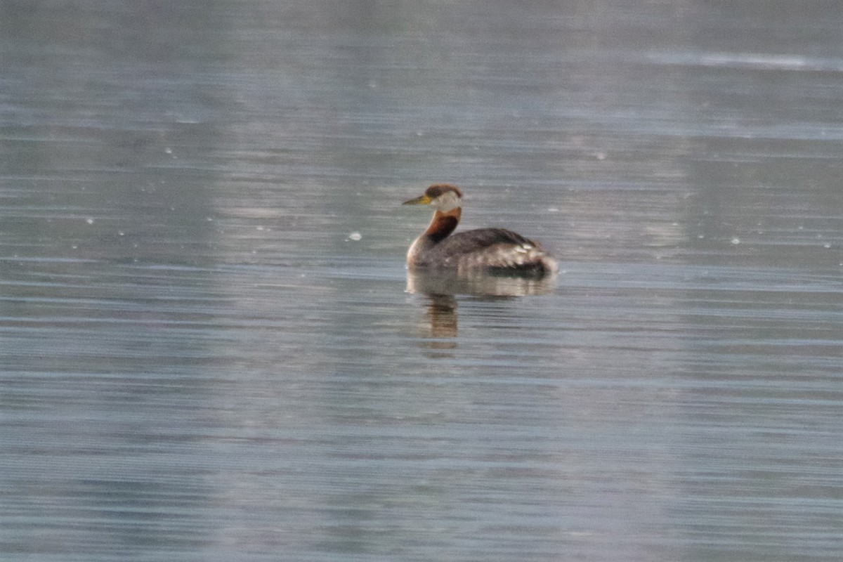 Red-necked Grebe - ML75857641