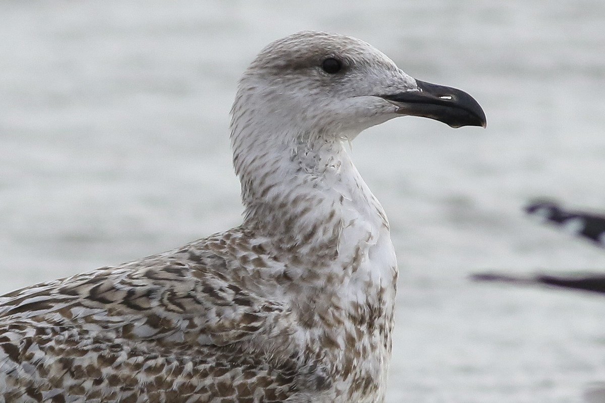 Great Black-backed Gull - Charmaine Anderson