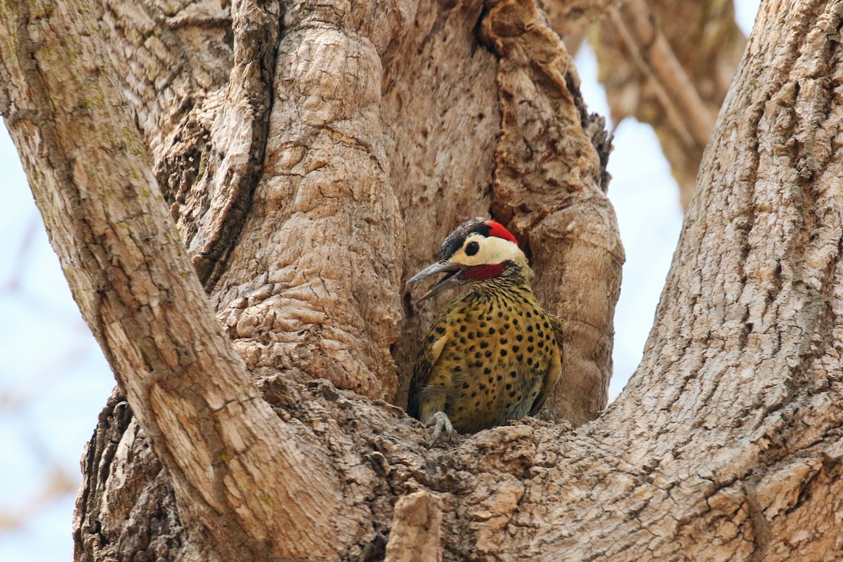 Green-barred Woodpecker - ML75860521