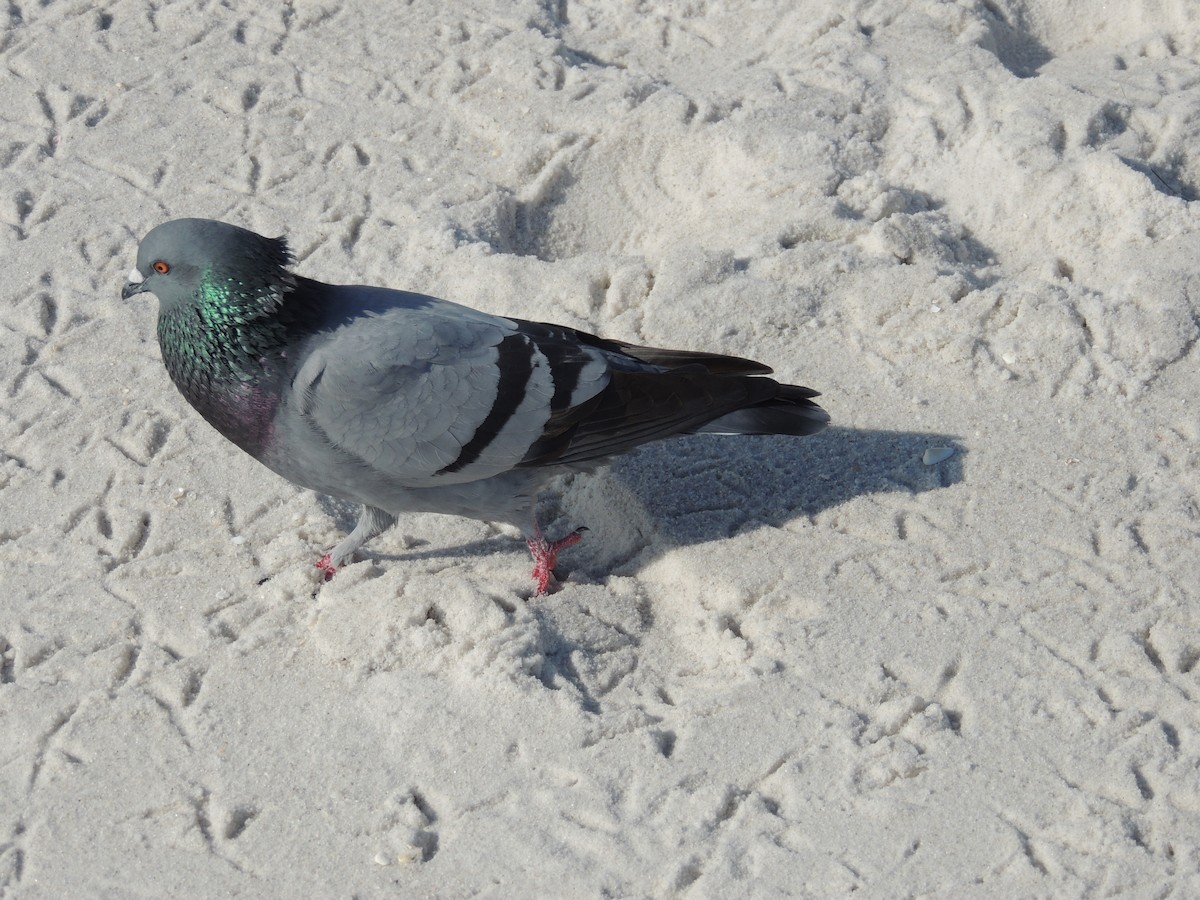 Rock Pigeon (Feral Pigeon) - Bill Stanley