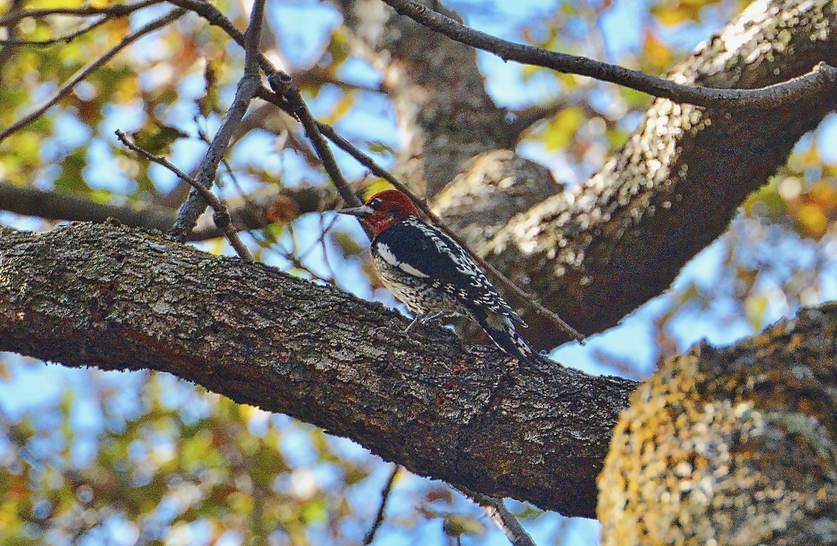 Red-breasted Sapsucker - ML75862001