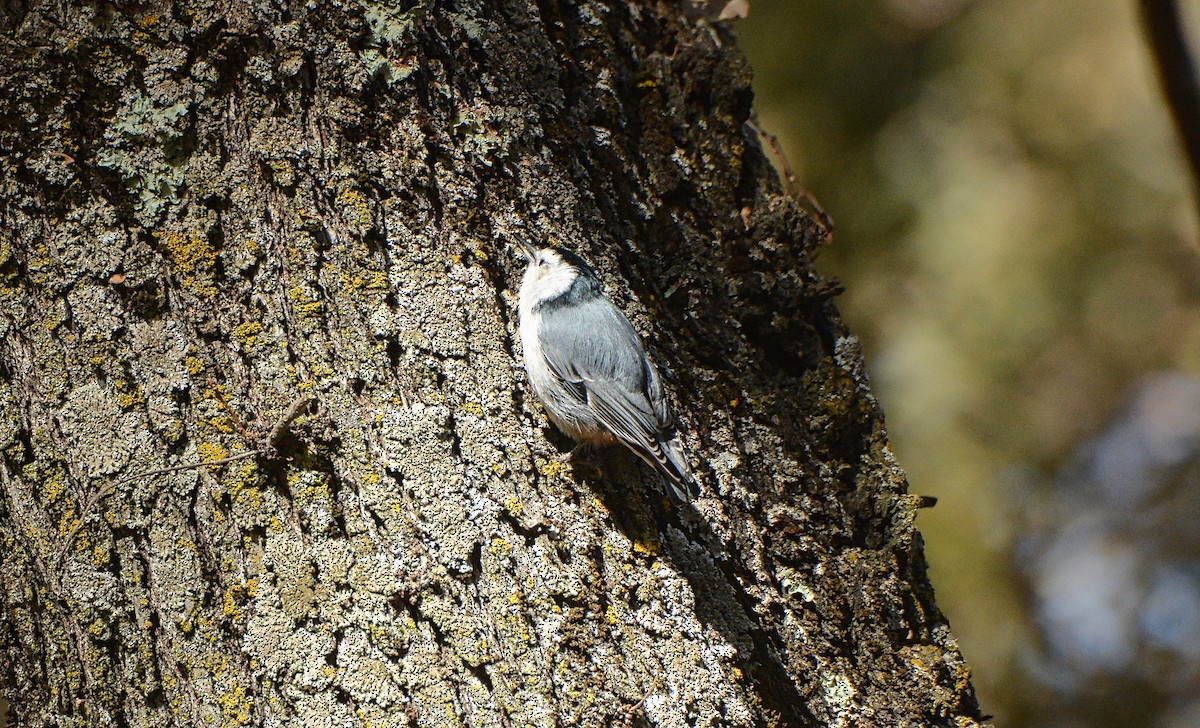 White-breasted Nuthatch - ML75862141