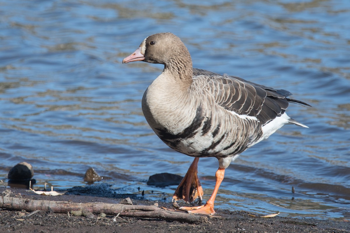 Greater White-fronted Goose - ML75862701