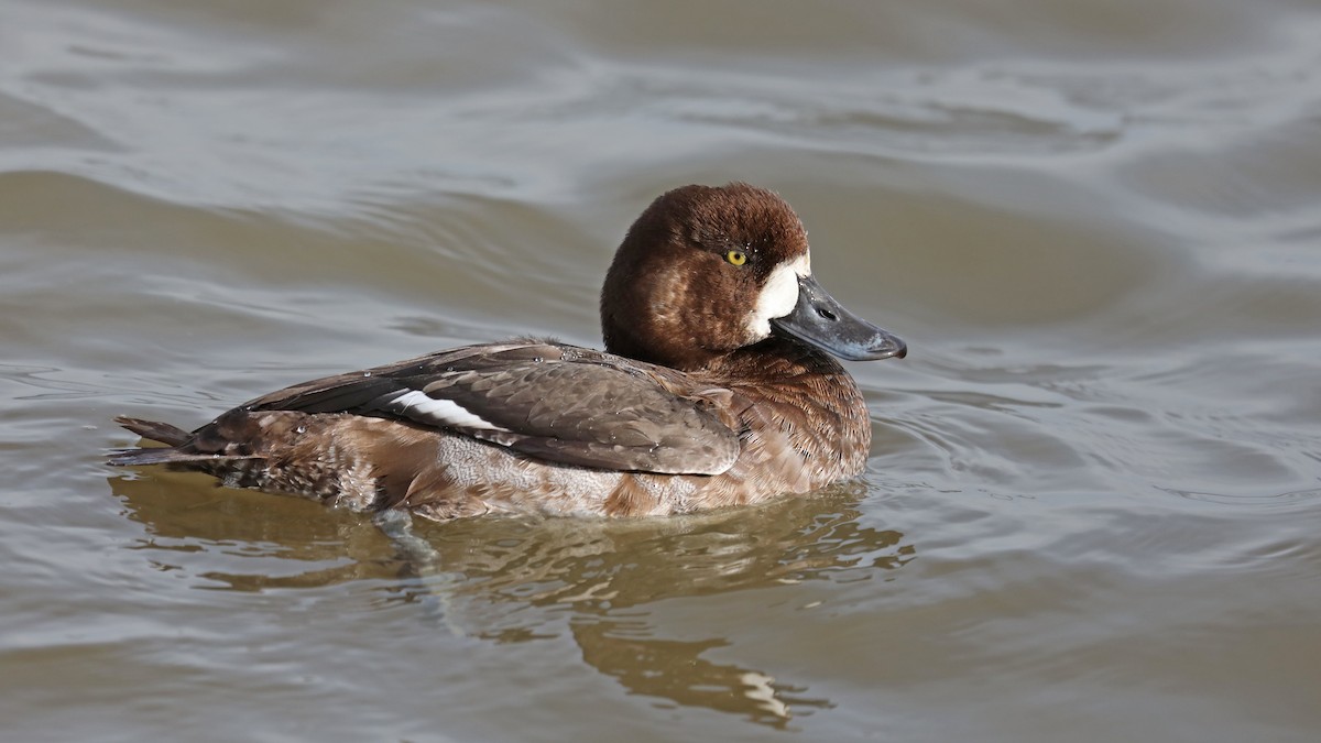 Greater Scaup - ML75864721