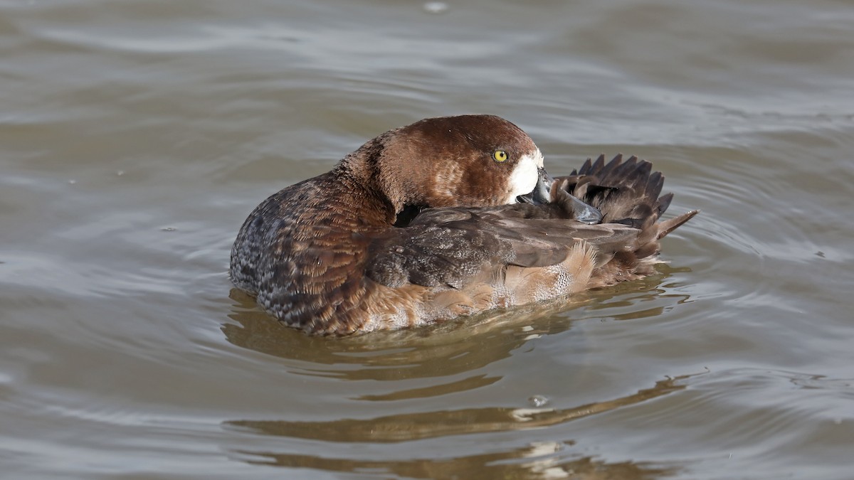 Greater Scaup - ML75864771