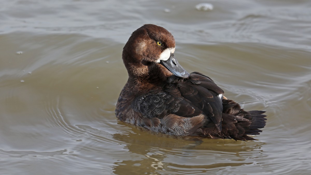 Greater Scaup - ML75864801