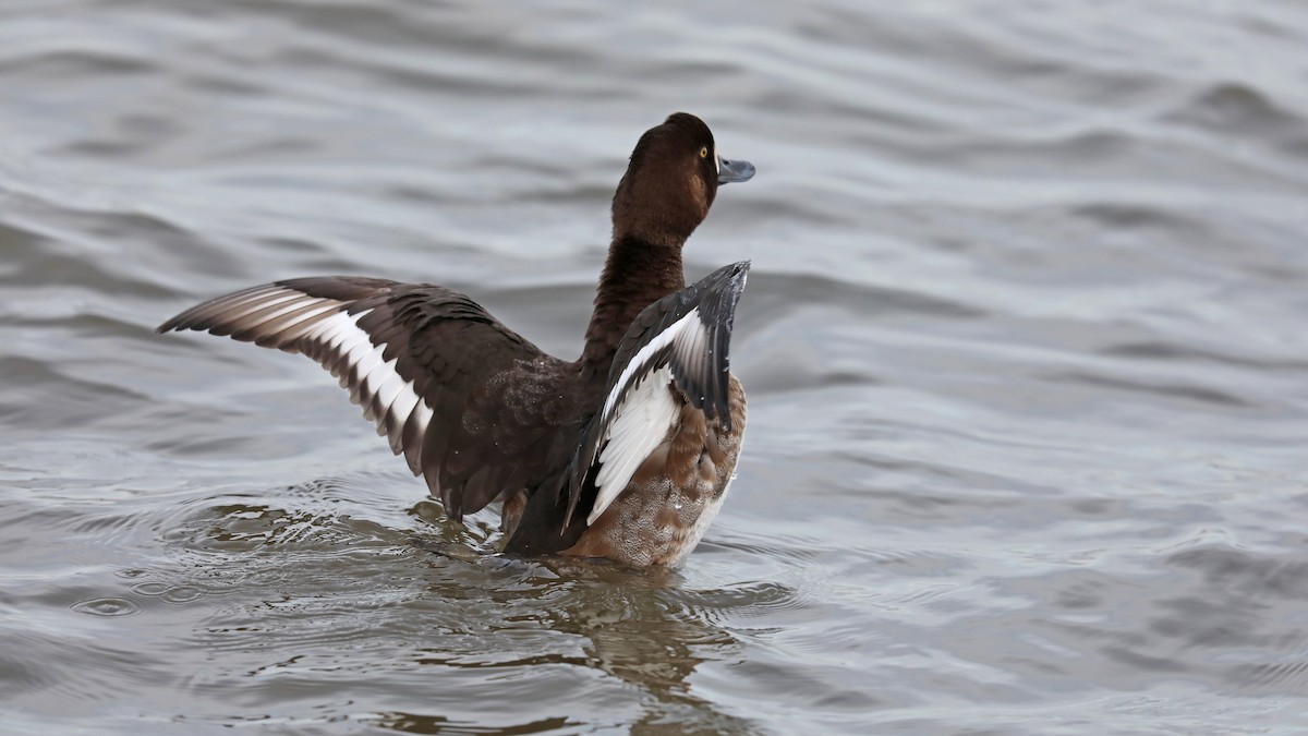 Greater Scaup - ML75866011