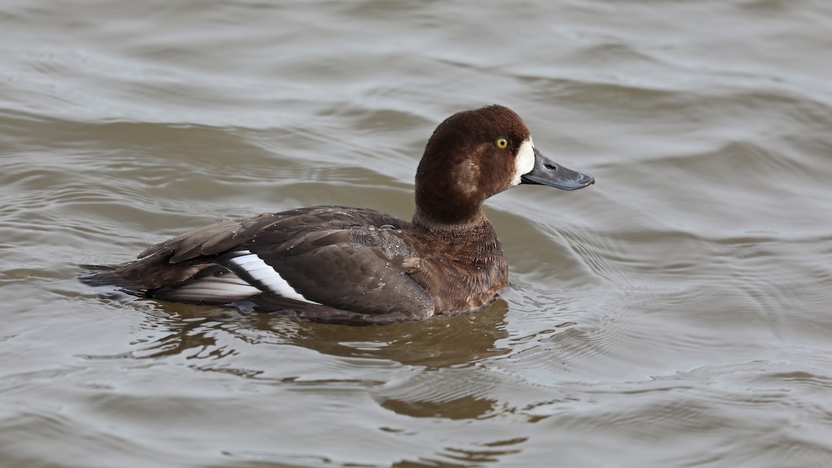 Greater Scaup - ML75866981