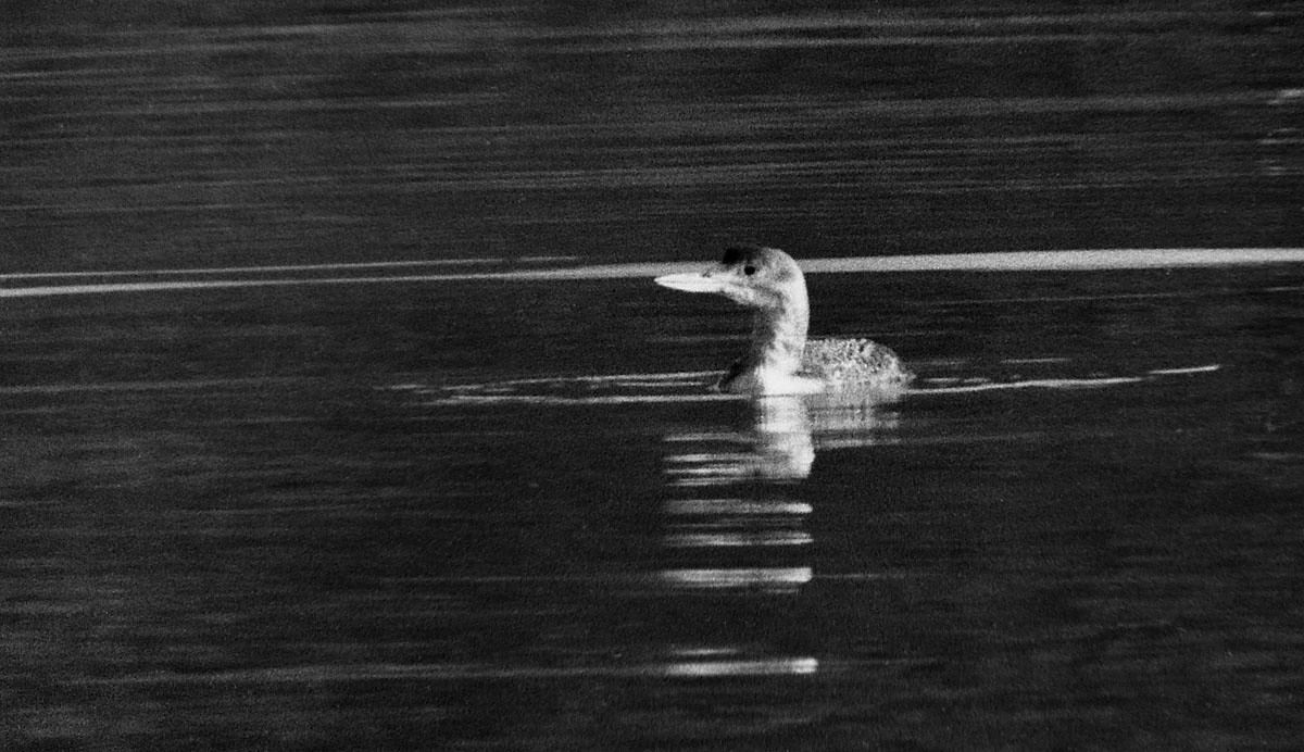 Yellow-billed Loon - J. Micheal Patterson
