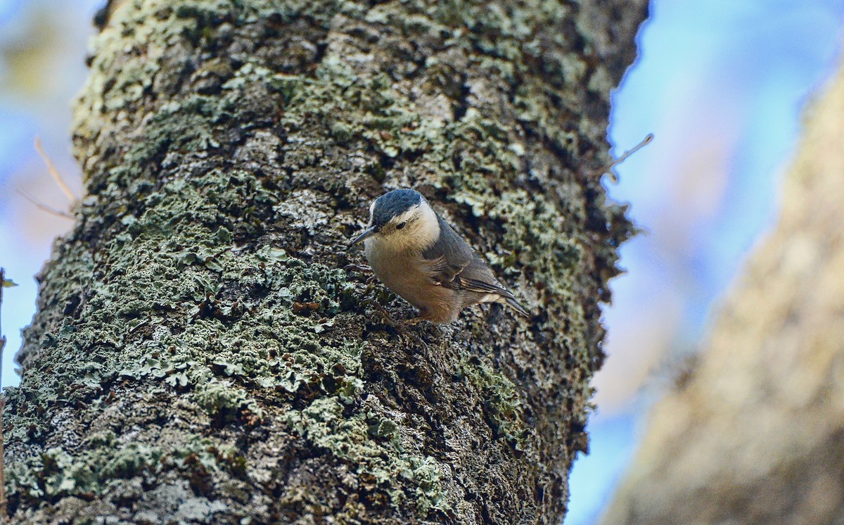 White-breasted Nuthatch - ML75868831