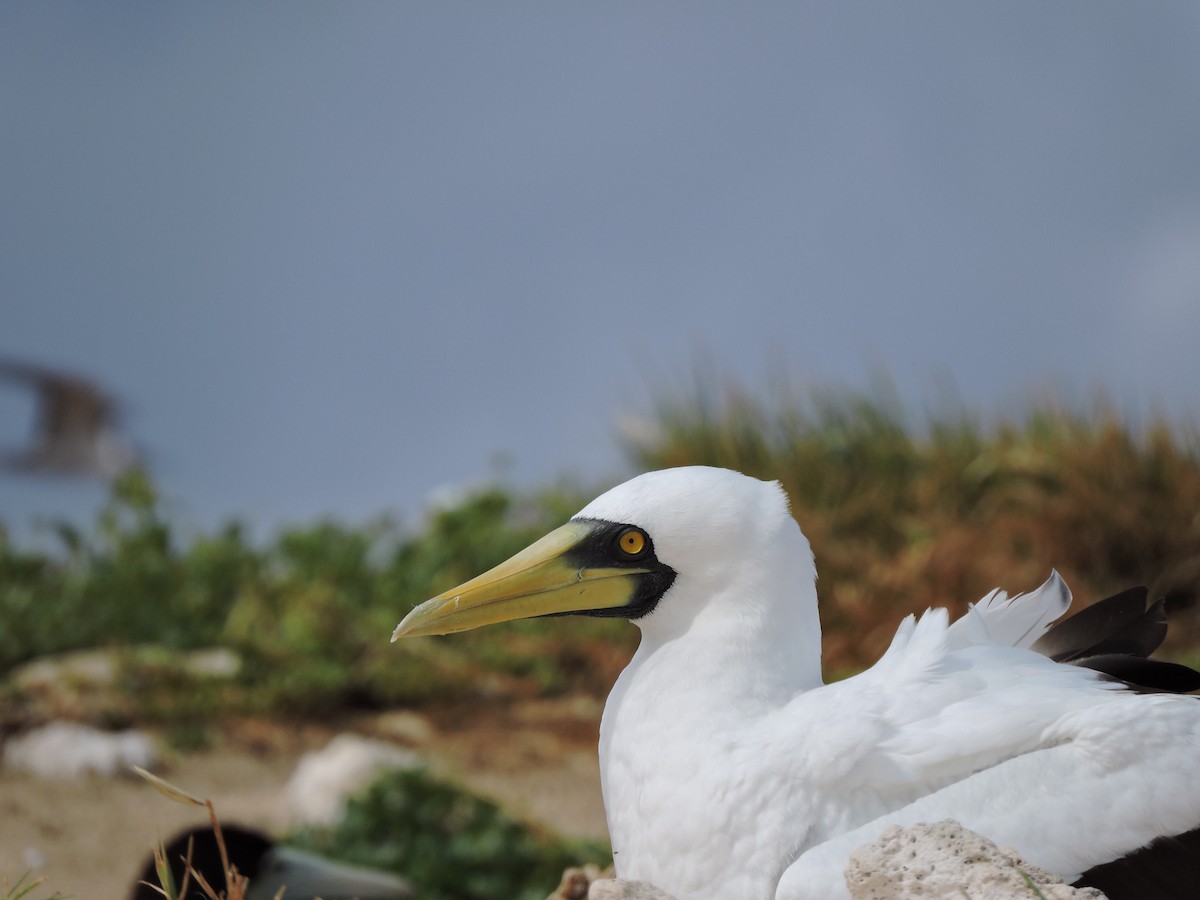 Masked Booby - ML75869691