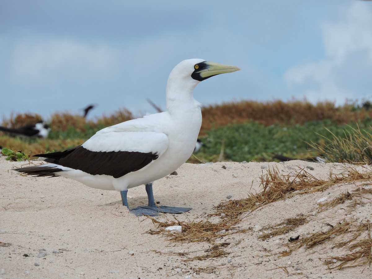 Masked Booby - ML75869911