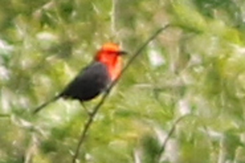 Scarlet-headed Blackbird - ML75869941