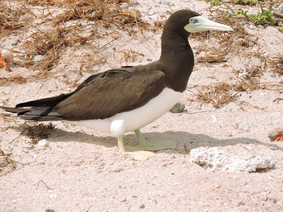 Brown Booby - ML75870071