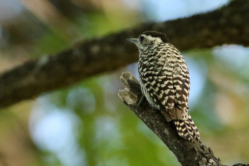Checkered Woodpecker - ML75870191