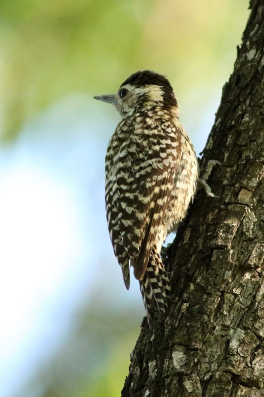 Checkered Woodpecker - ML75870201