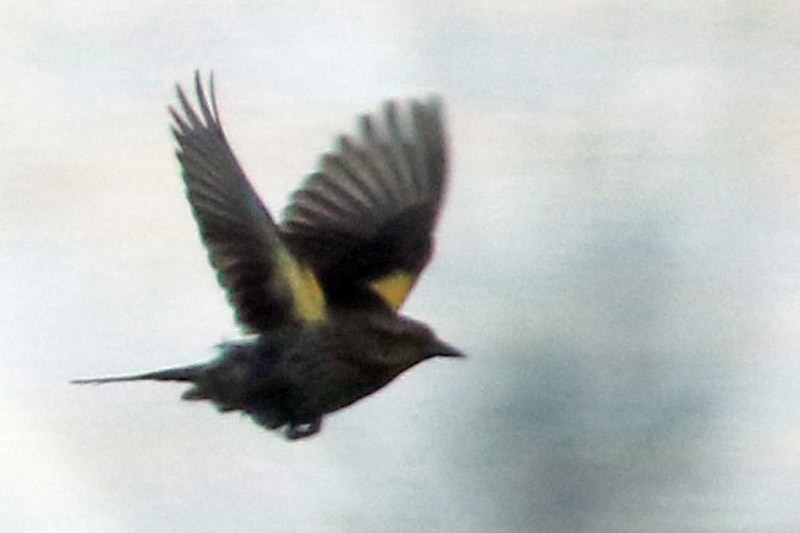 Yellow-winged Blackbird - ML75870451