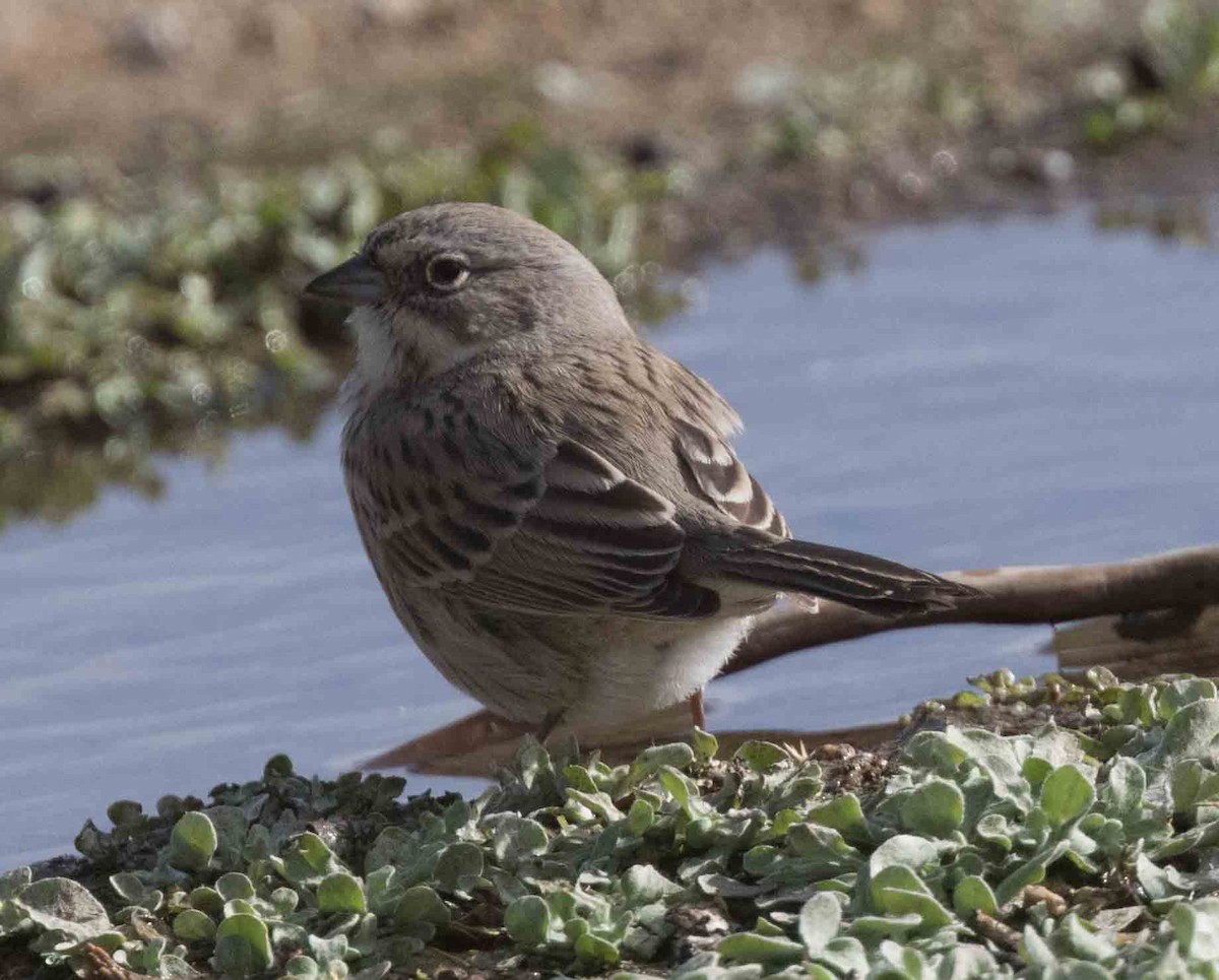 Sagebrush Sparrow - stevan brad