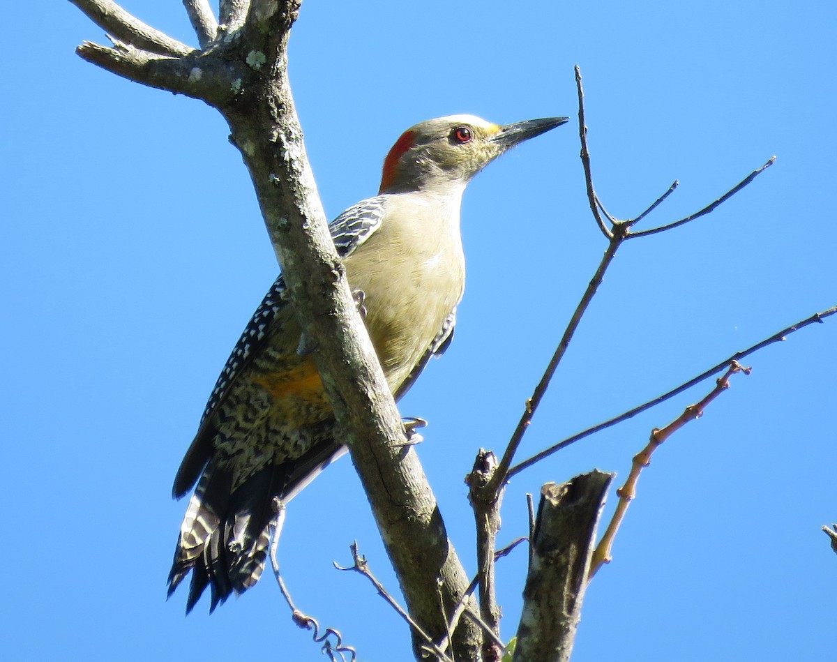 Golden-fronted Woodpecker - ML75874101