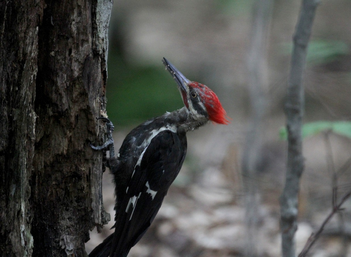 Pileated Woodpecker - ML75875421