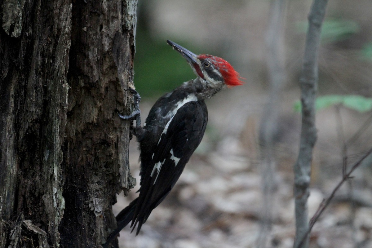 Pileated Woodpecker - ML75875441