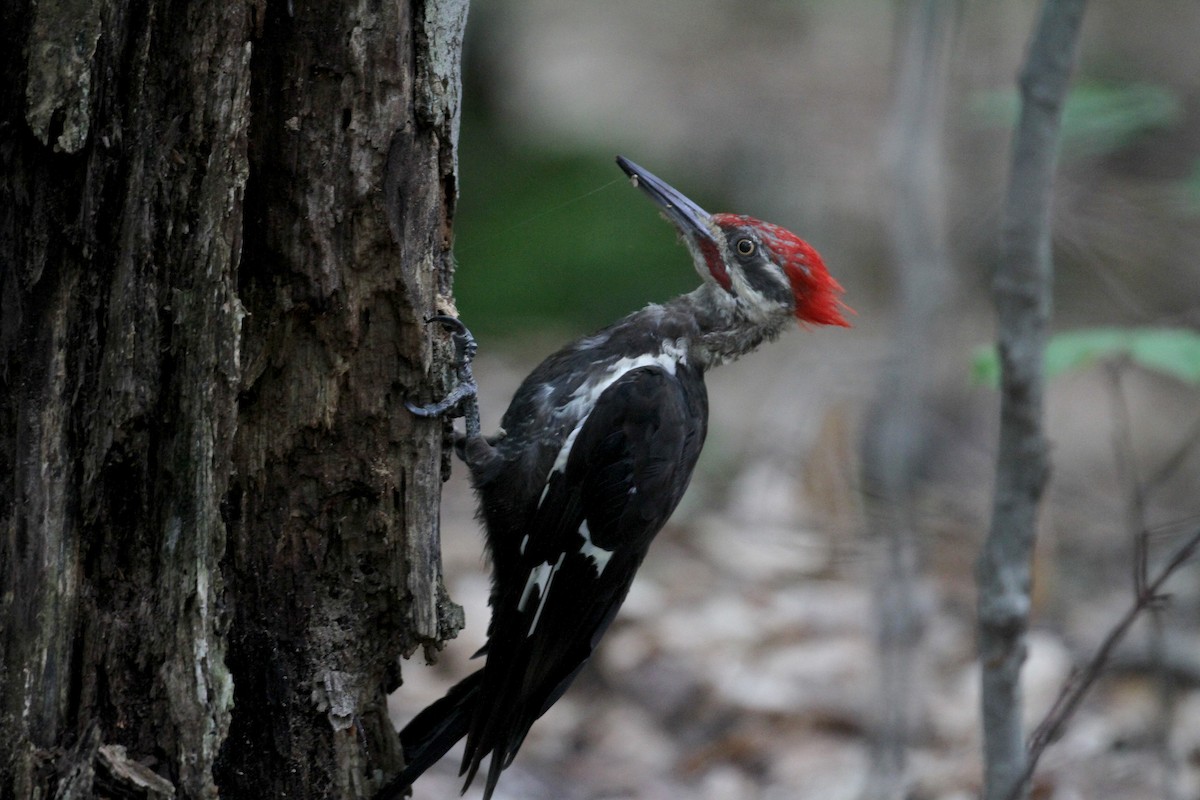 Pileated Woodpecker - ML75875461