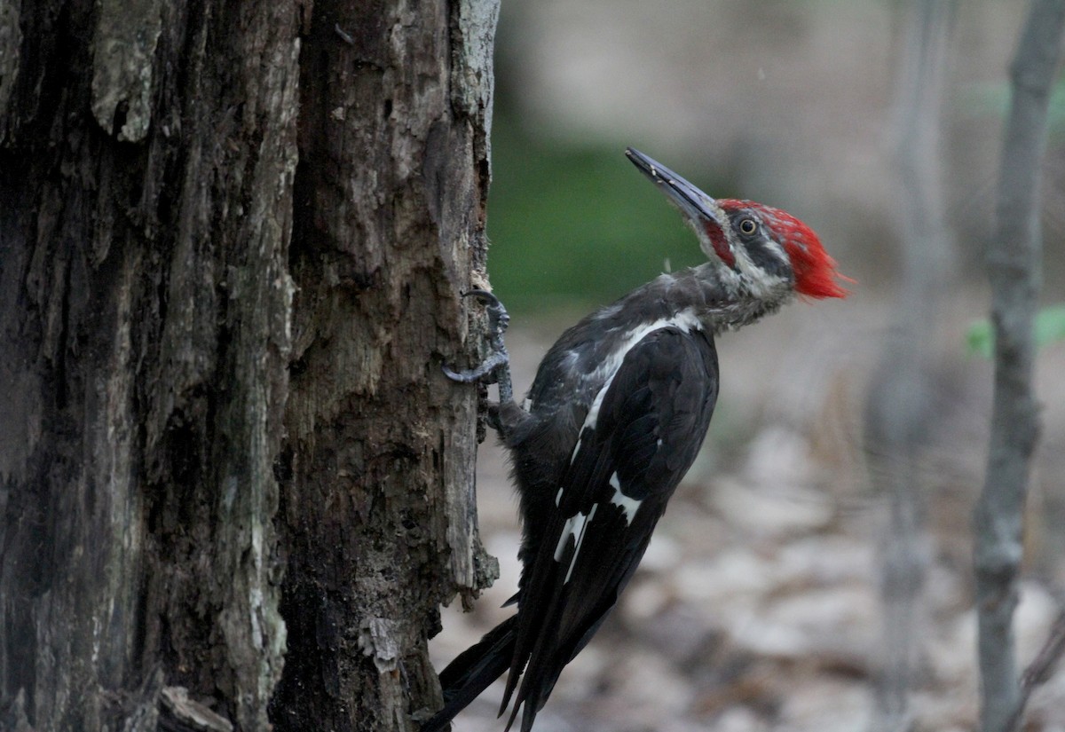 Pileated Woodpecker - ML75875481