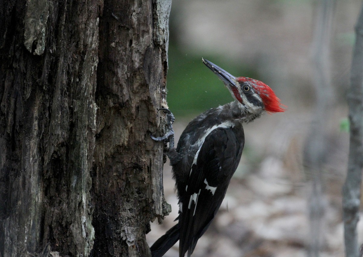 Pileated Woodpecker - ML75875711