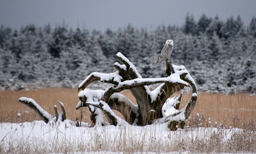 Snowy Owl - Nat Drumheller
