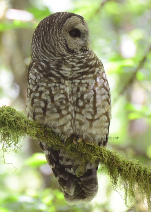 Spotted x Barred Owl (hybrid) - Lisa Millbank