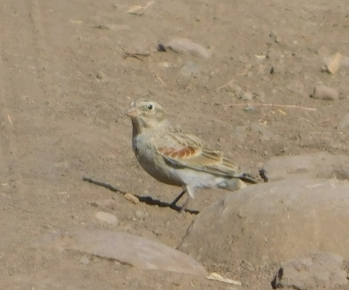 Thick-billed Longspur - Eric Hough
