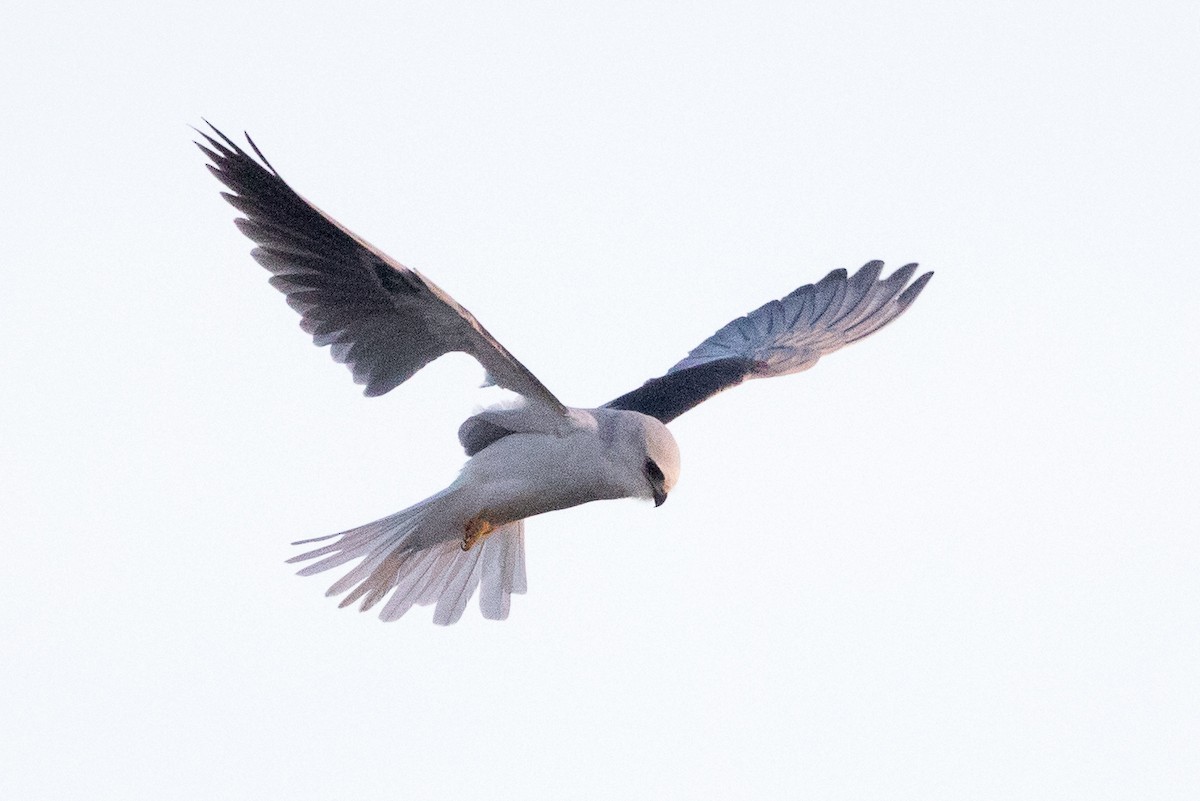 White-tailed Kite - ML75883501