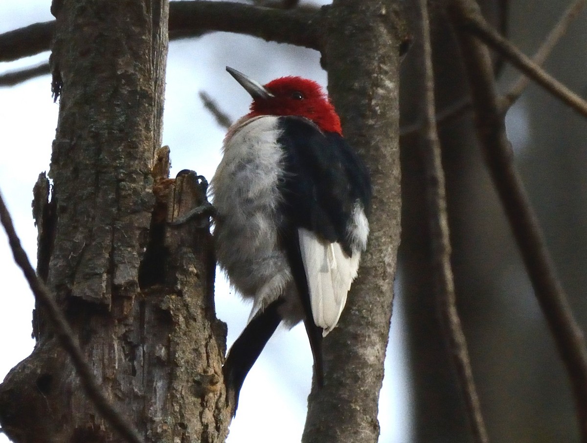 Red-headed Woodpecker - Tom Long