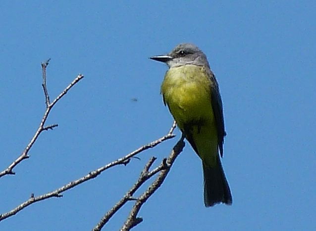 Tropical/Couch's Kingbird - Melody Walsh