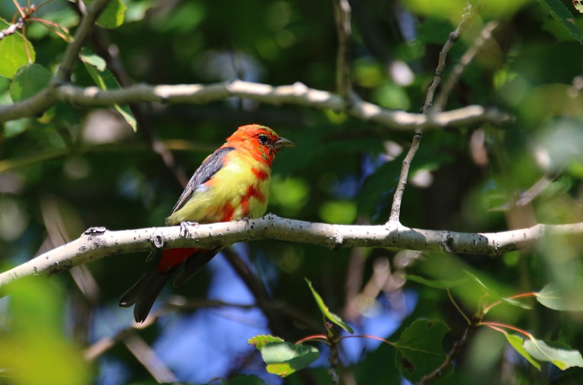 Scarlet Tanager - ML75887401